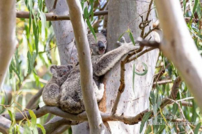 A quiet unit overlooking a reserve, Petrie